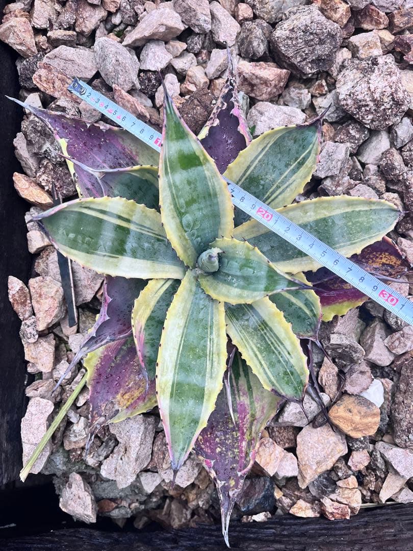 u*8様 アガベ　リップルエフェクト アガベ リップルエフェクト | カトーエンゲー