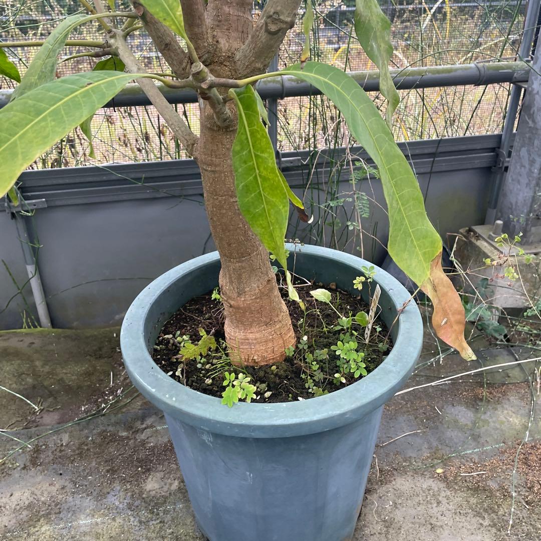 マンゴー苗 マハチャノック 12号特大の通販はau PAY マーケット - 輸入