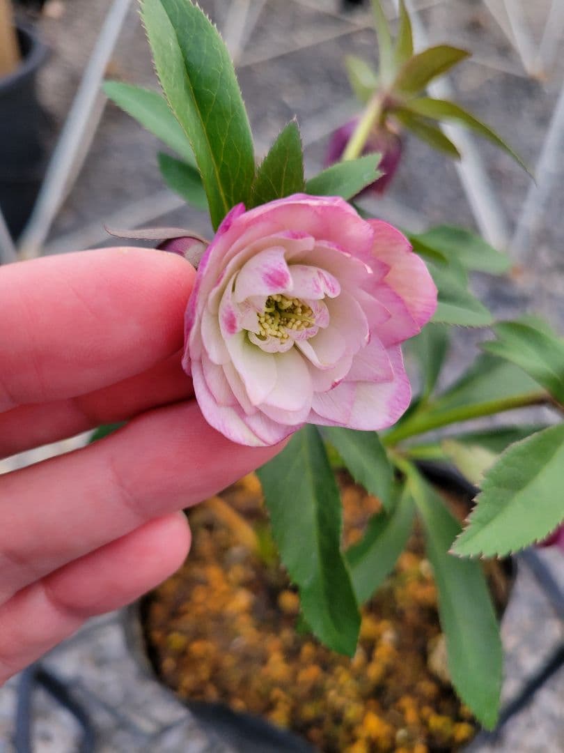 横山園芸　クリスマスローズ　小輪　ピンクダブル 横山園芸 クリスマスローズ 小輪 ピンクダブル - メルカリ