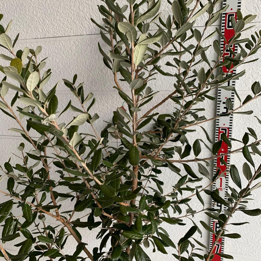 フェイジョア 約:170cm 大株 品種不明 常緑樹 果樹苗 苗木 48 - メルカリ