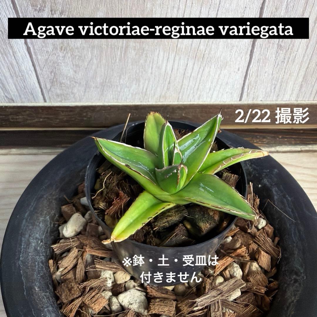 アガベ 笹の雪 黄覆輪 【子株】【抜き苗】 - メルカリ