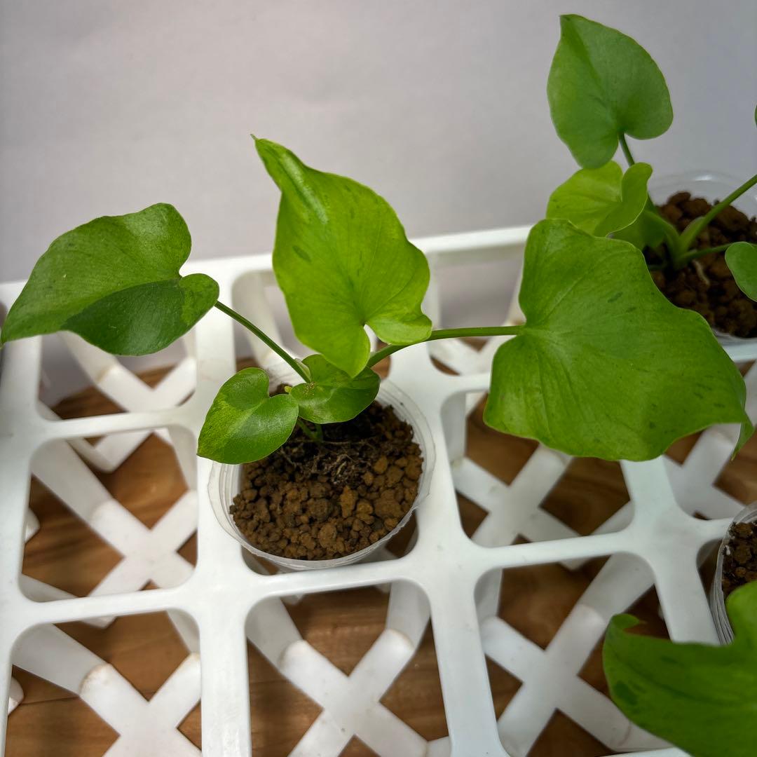 様 5株セットms12selloum Var フィロデンドロン・セローム・斑