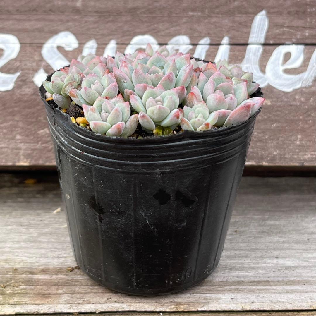 aプロリフェラ 抜き苗 多肉植物 - メルカリ