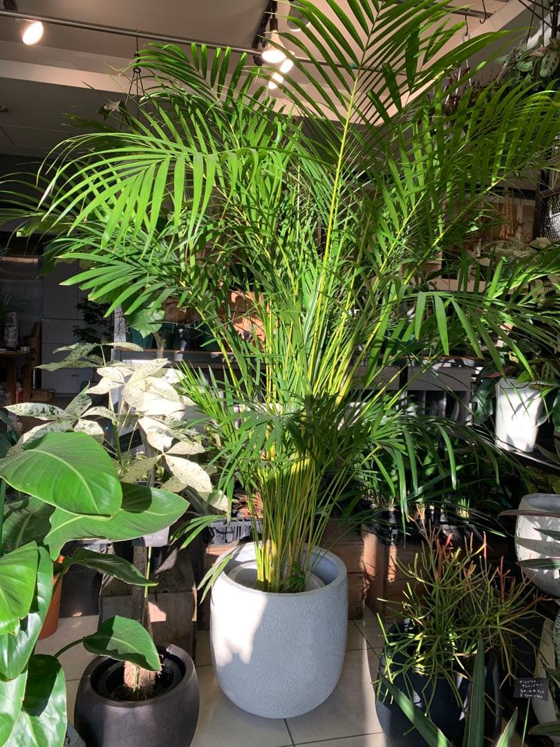 特大 アレカヤシ 10号　ファイバー鉢　お皿付き saisyokukenbi_km230003