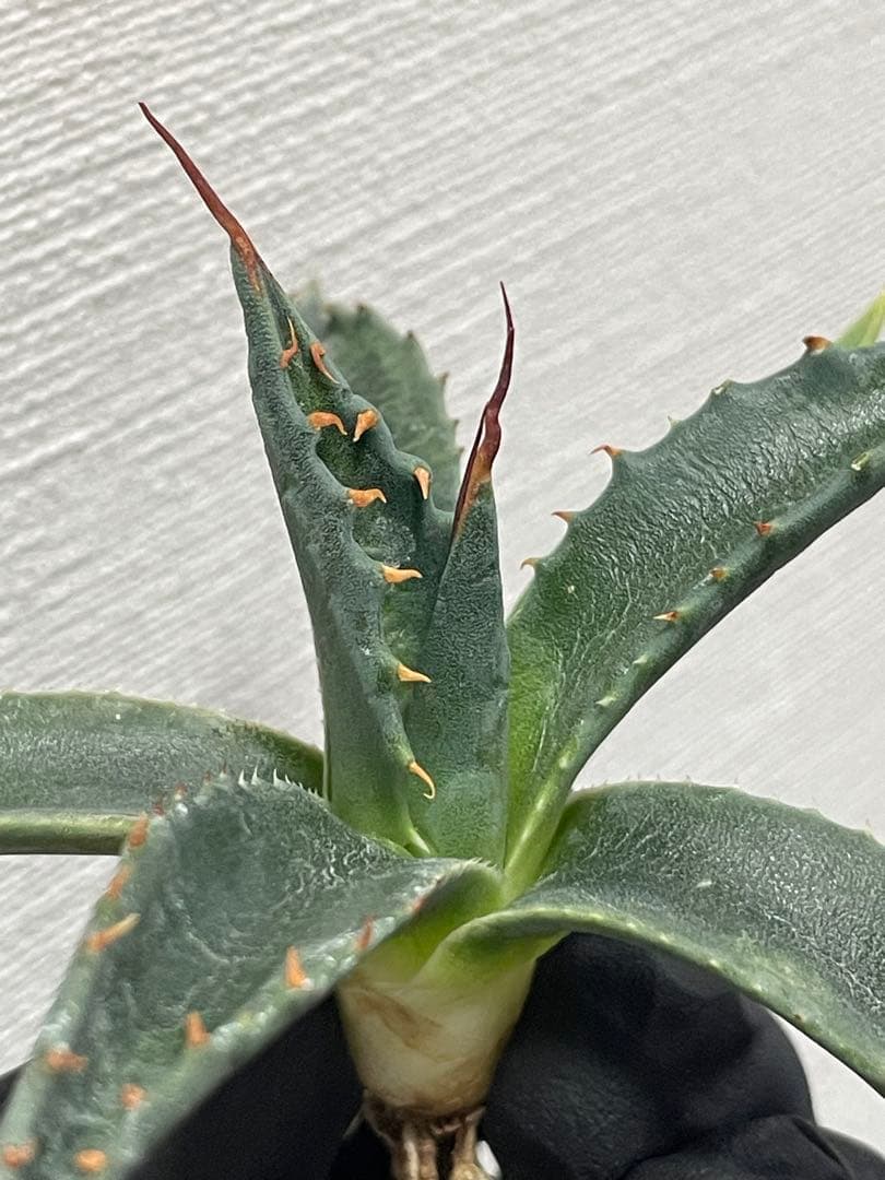 ジェレミー産Hidden Agaveアガベ エボリスピナ×モンタナ ハイブリッド