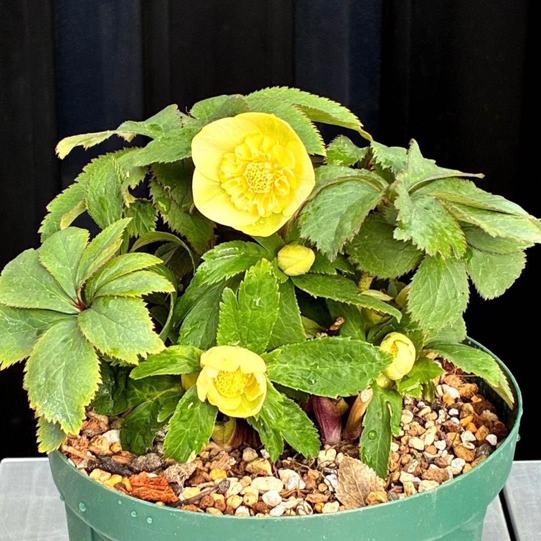 タ*ン様 3500❤️沢山☘️蕾花タグ付☘️ボリュームSD⭐️超小輪⭐️オーレア