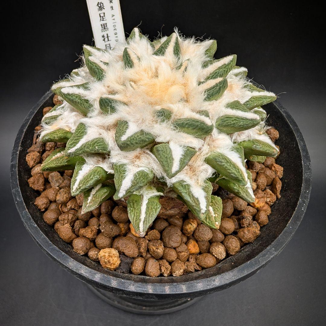 タ*カ様 象足黒牡丹 実生 鉢植え メルカリ便送料込み