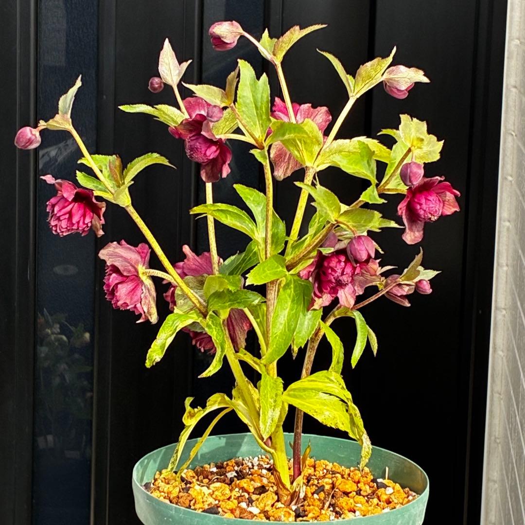 ｍ*a様 585☘️蕾花付☘️トンガリ個性的☘️6号⭐️小中輪⭐️超スーパー多弁