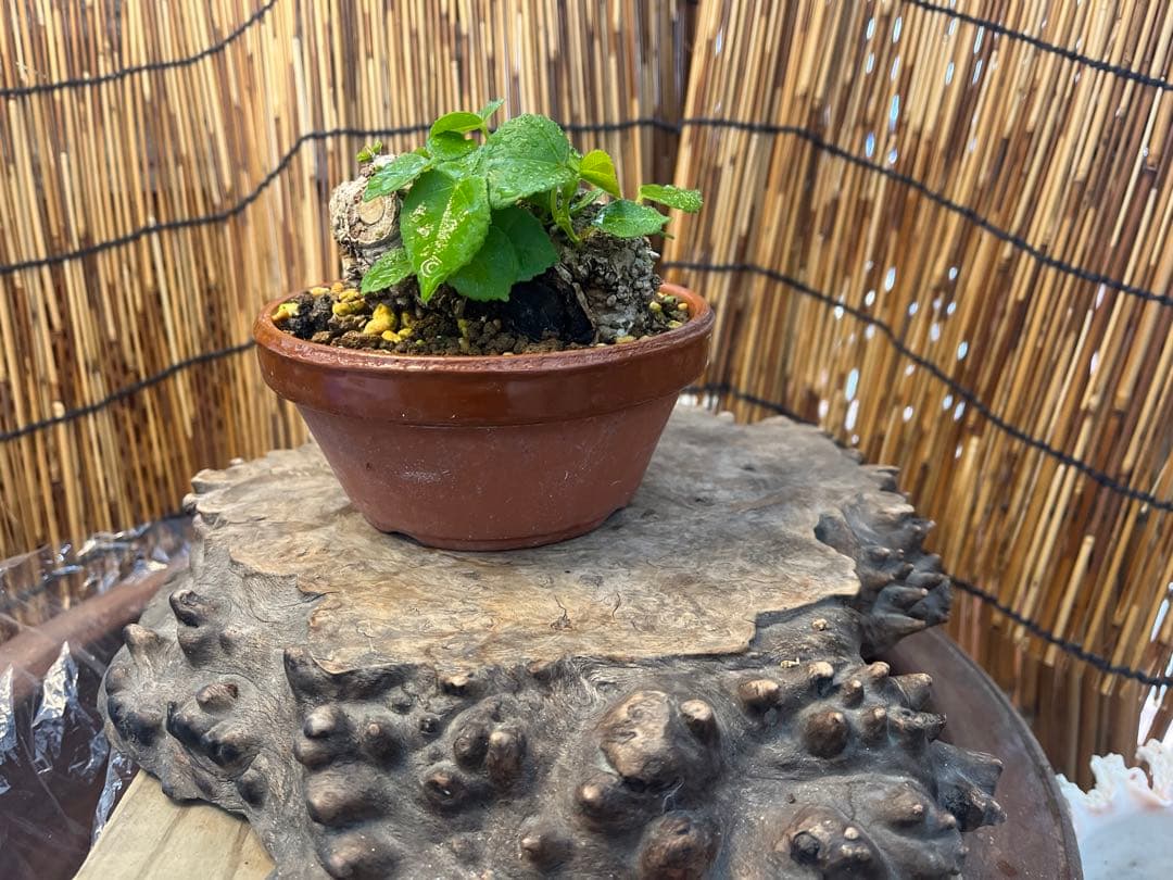 ✨✨✨オキナワイボオオハマボウ【◎美株品】/ユウナ/ハート葉happy