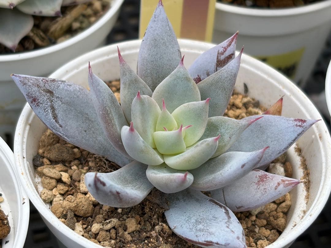 おらいさん苗12個セット そわそわオマケで13苗ミックスベリア