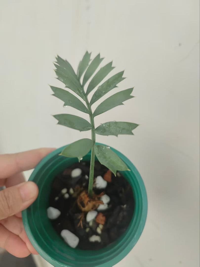 D84新鮮な種 エンセファラルトス・ホリダス 種子2粒 - メルカリ