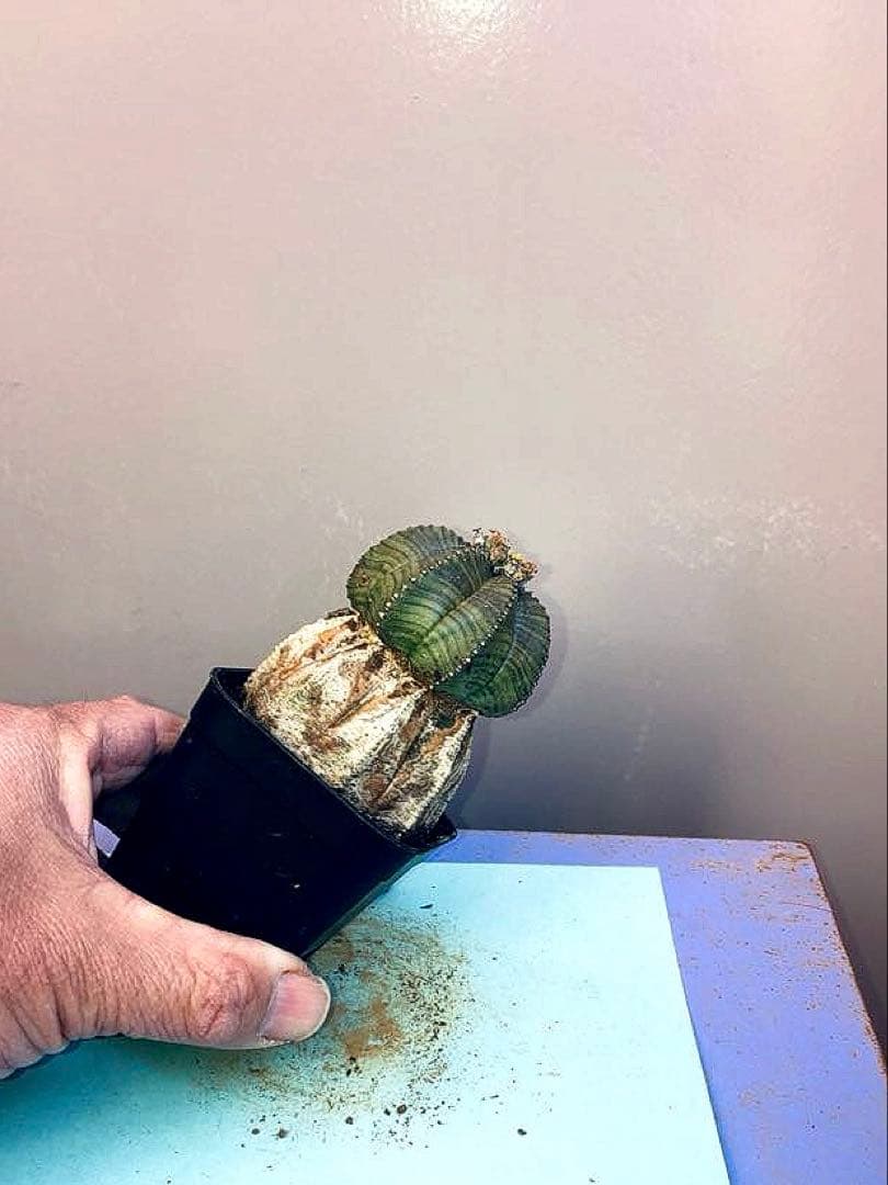 《2.5号WB》ユーフォルビア　オールドオベサ　雌株