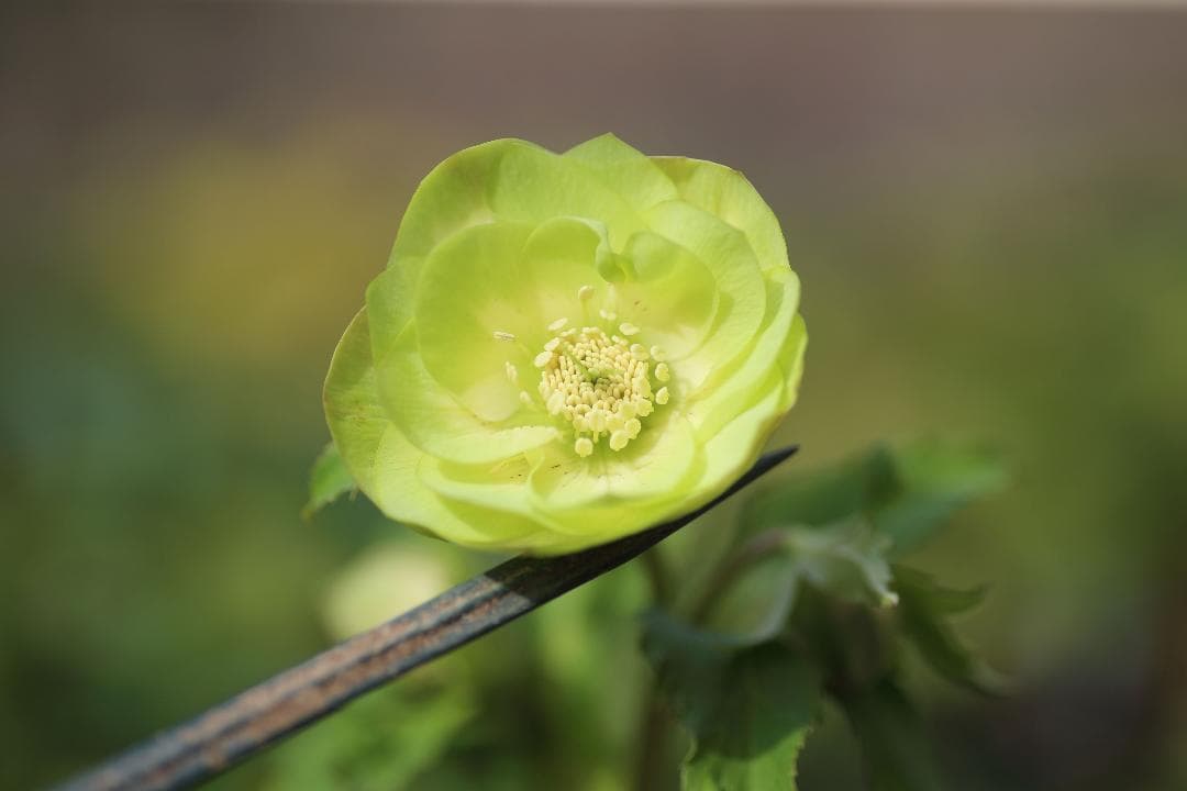 トックン様 リクエスト 3点 まとめ商品 ウルフマンB.R.S ペンダント