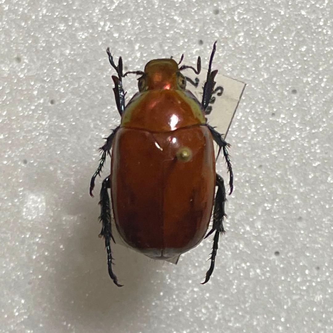 コエポン　　まとめ購入　コガネムシ　標本　ベトナム ベトナムのコガネムシ Scarabaeidae of VIETNAM - Insect Islands 〜南