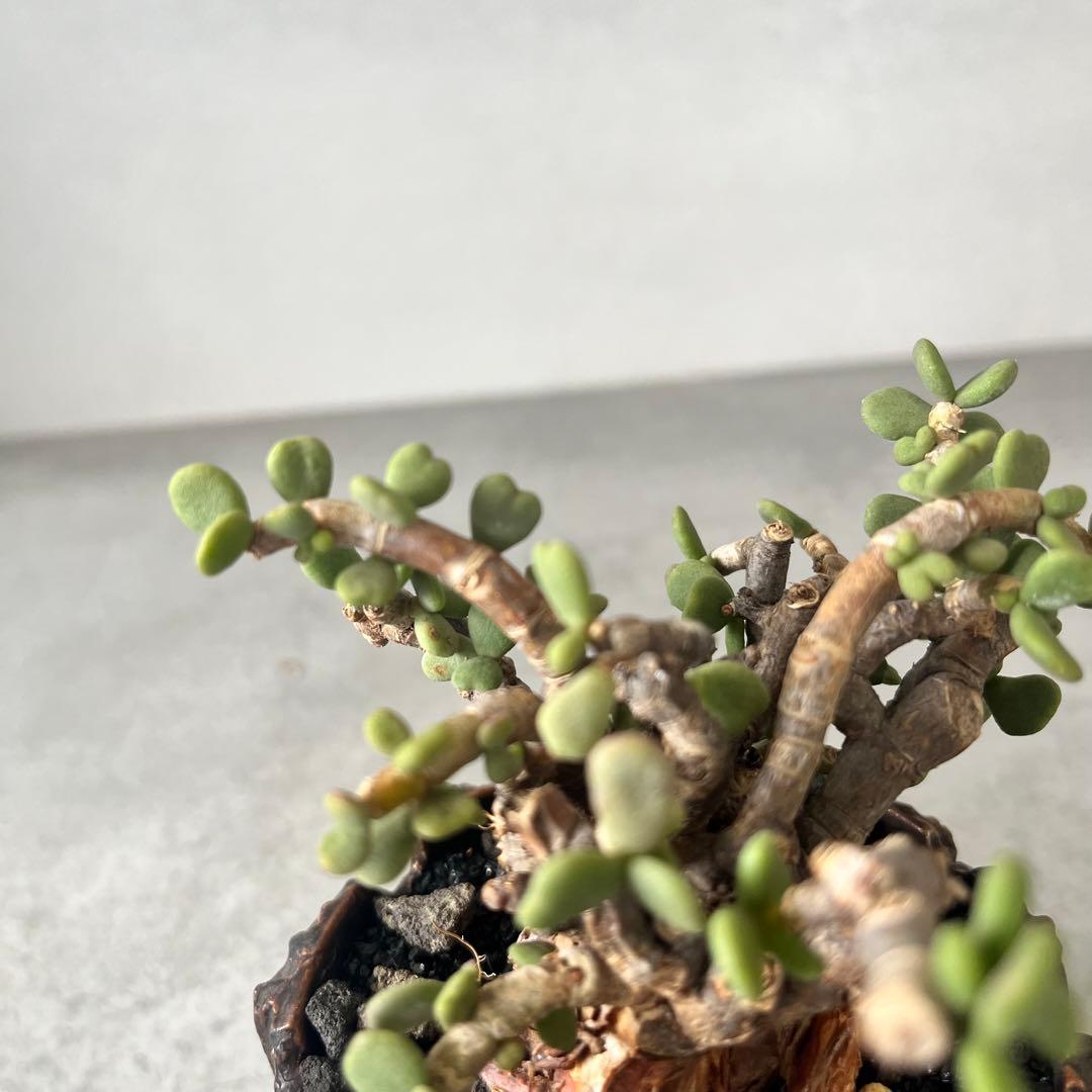 ケラリア ピグマエア 現地球 発根済み 塊根植物 陶器鉢セット 手乗りサイズ