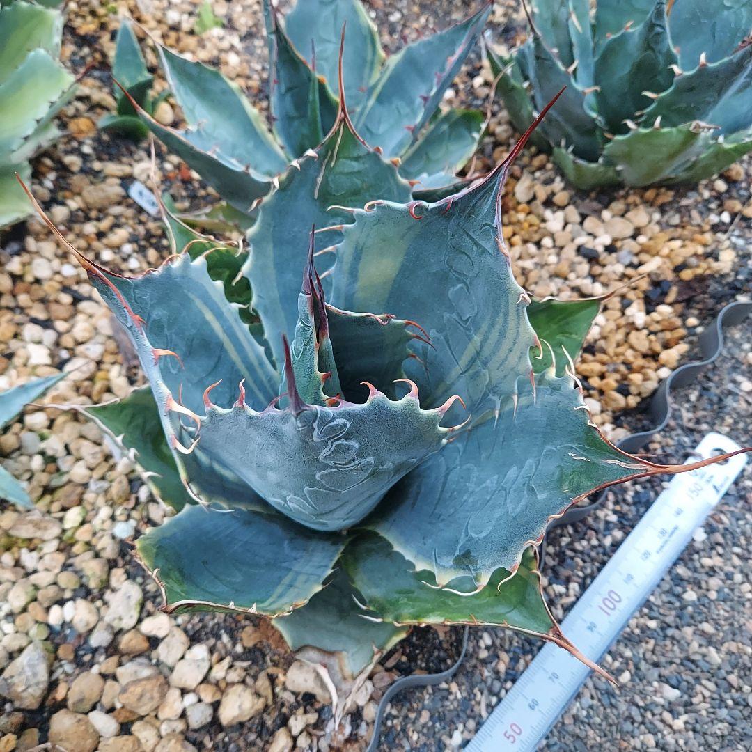 アガベ パラサナ錦 ファイヤーボール 良株 中株 - メルカリ