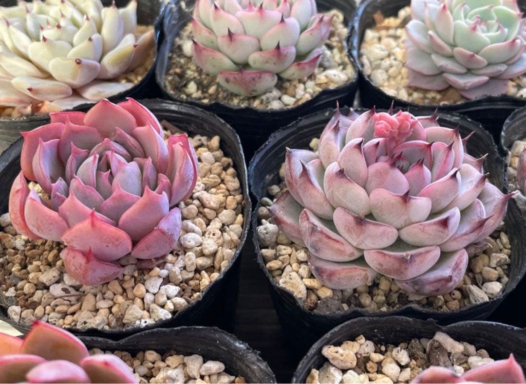 桜子　サンセットグレイ　雪つぼみ　紫紺の矢　恋煩い　ももりん　他　多肉植物