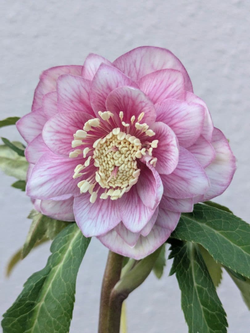 広瀬園芸】クリスマスローズ ソレイユ系ピンクグラデーション多弁花