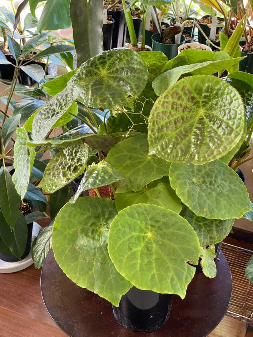 ベゴニア フートエンシス Begonia Phuthoensis✨✨大型K - メルカリ