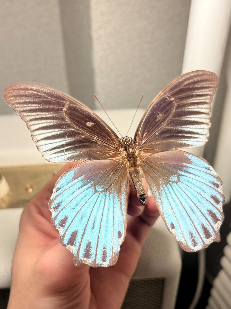 ナガサキアゲハ 外国産蝶標本 標本 野外採集品 モルフォ スルコスキーモルフォ スルコウスキーモルフォ , 蝶の標本 販売・通販のNatureShop|モルフォ