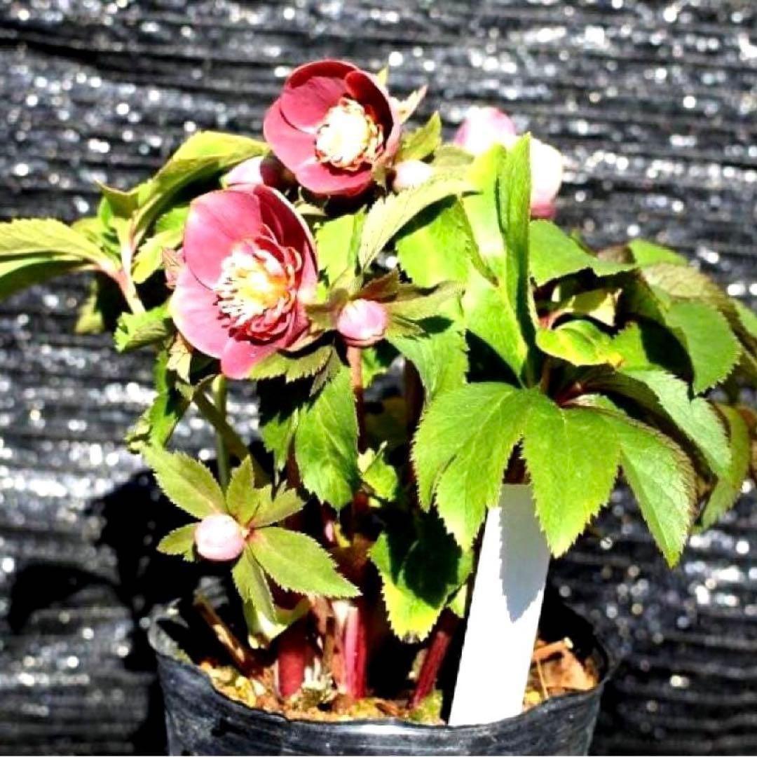 ヘ*6様 3565☘️蕾花付き☘️極上☘️⭐️小輪⭐️ ハートSD⭐️オーレア⭐