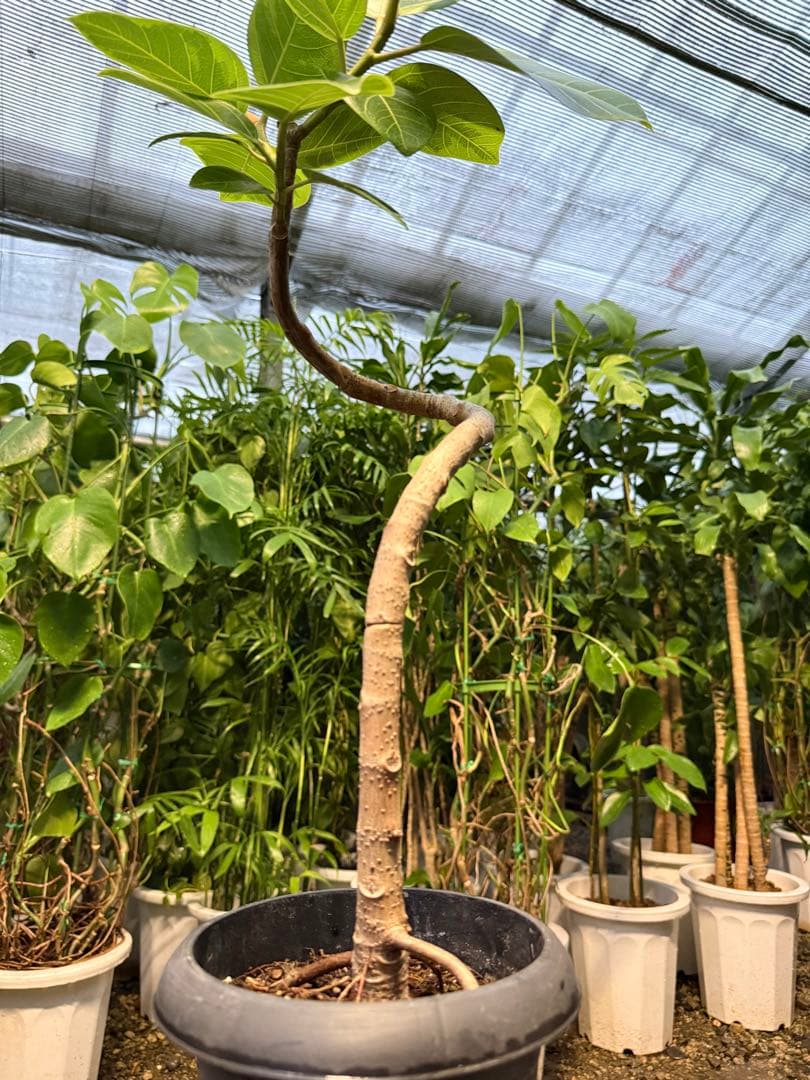 特級品】フィカス アルテシマ 曲がり 特大極上苗 6号鉢サイズ 幹太