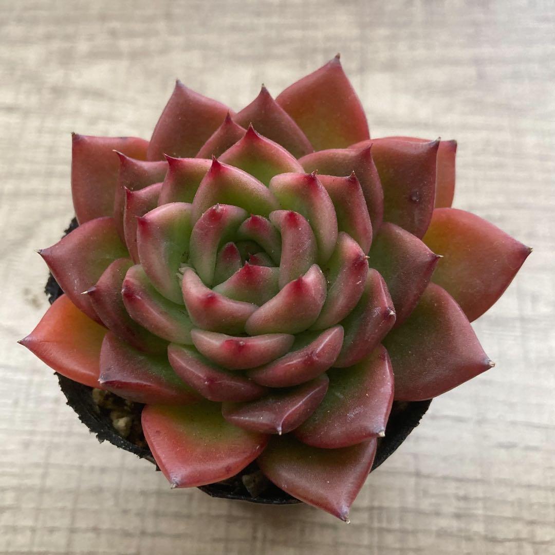 多肉植物 抜き苗 アンストーン - メルカリ