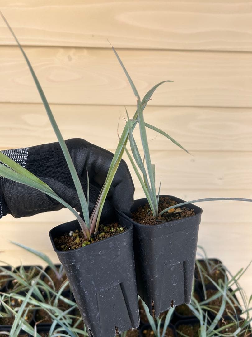 耐寒性ユッカ ロストラータ 15株鉢植え発送 - メルカリ