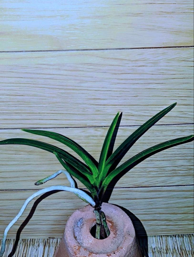 【迎春早い者勝ち商品】富貴蘭「黒金牡丹」天葉に縞有り 迎春早い者勝ち商品】富貴蘭「黒金牡丹」天葉に縞有り 黒