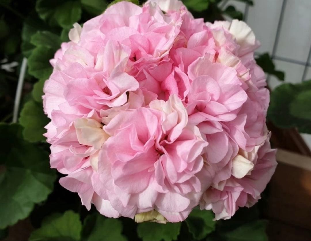 日本初海外品種ゼラニウム　希少品種ゼラニウム 日本初海外品種ゼラニウム 希少品種ゼラニウム