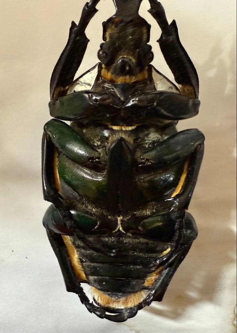 カメルーン ゴライアスオオツノハナムグリ 約93mm M8