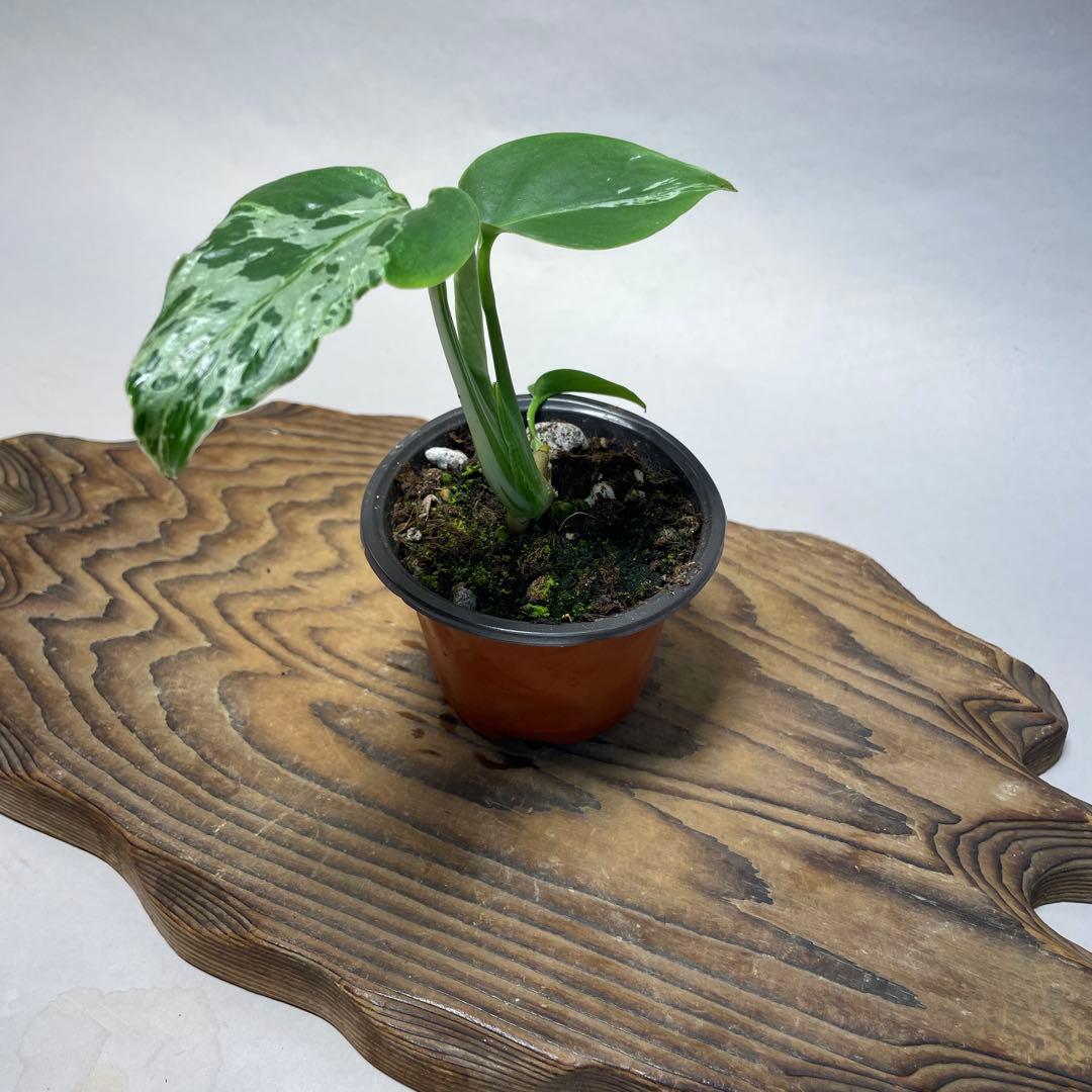 q18品種保証！斑入り保証！Bulbasaurモンステラ バルバソー フシギダネ