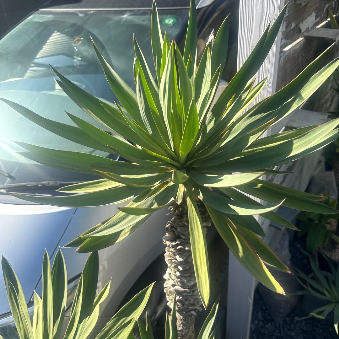 ユッカグロリオサ 分頭！ 子株も有り 芋付き 1.4m以上 直接取り引き