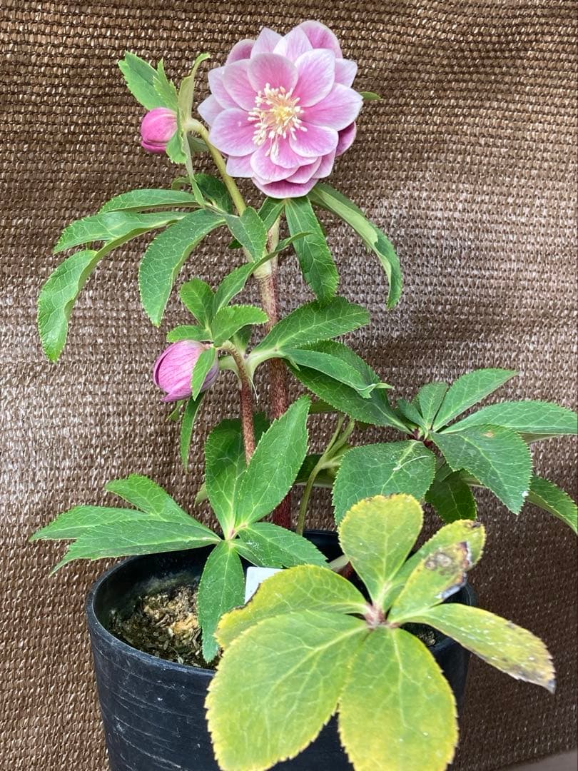 クリスマスローズ開花株 広瀬園芸 ピンクソレイユ - メルカリ