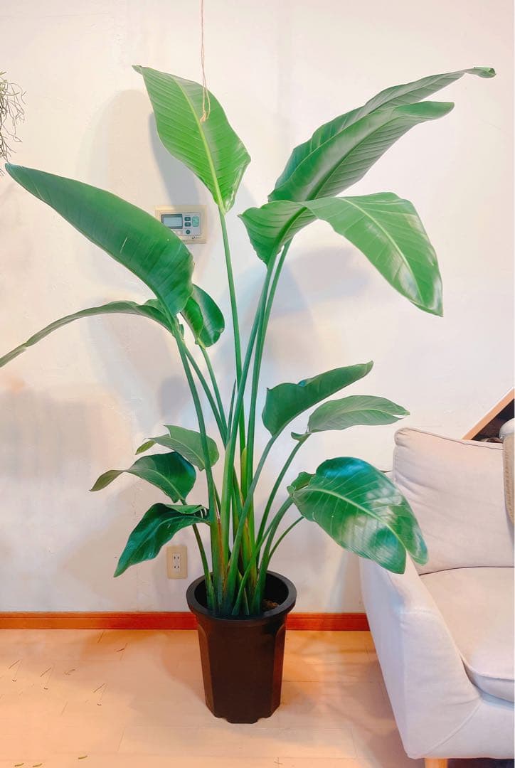 激安！ ストレチア オーガスタ C 大型❗️ 184センチ 10号鉢 観葉植物
