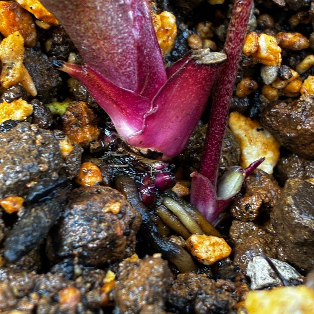 か*l様 3566☘️蕾花付き☘️⭐️コロコロ小輪⭐️紅赤オーレア⭐️コンパクト