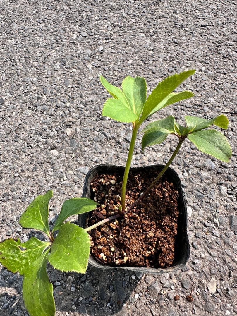 クリスマスローズ 蜃気楼 dd 交配苗 大木ナーサリー - メルカリ