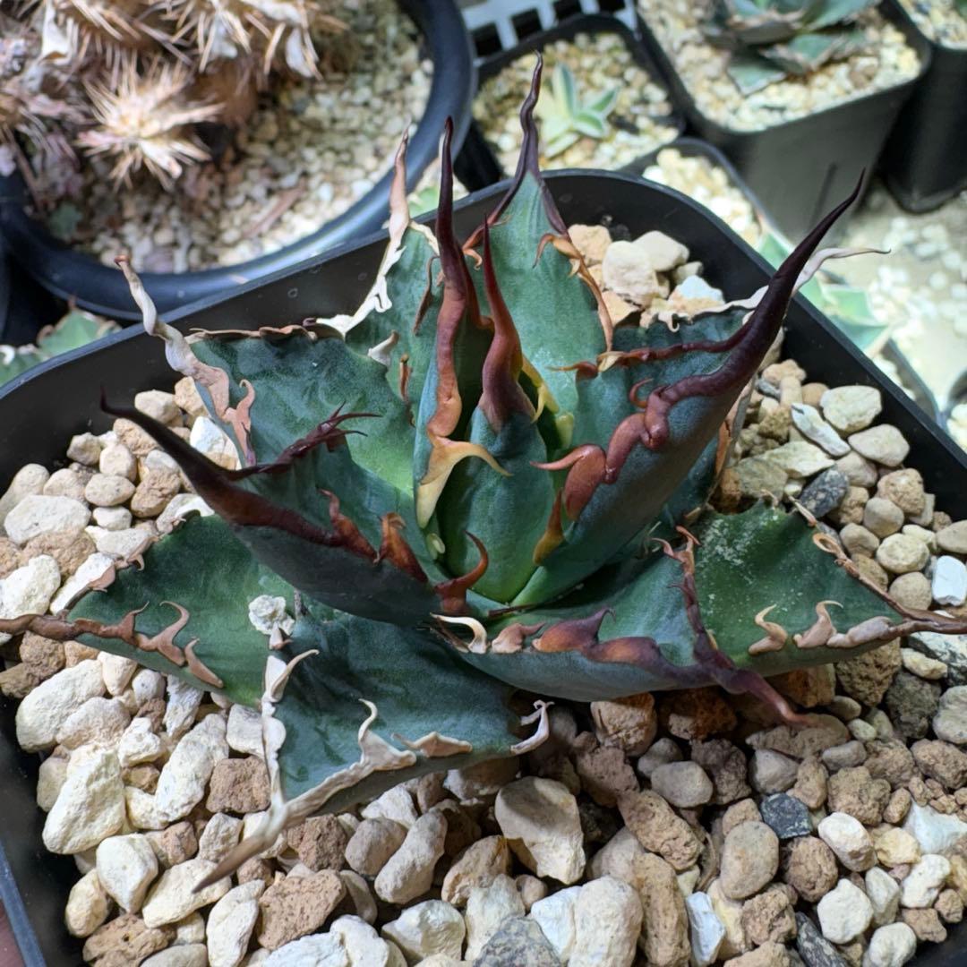 が*る様 エボリbb 胴切り　子株　発根済　エボリスピナ　ハイブリッド