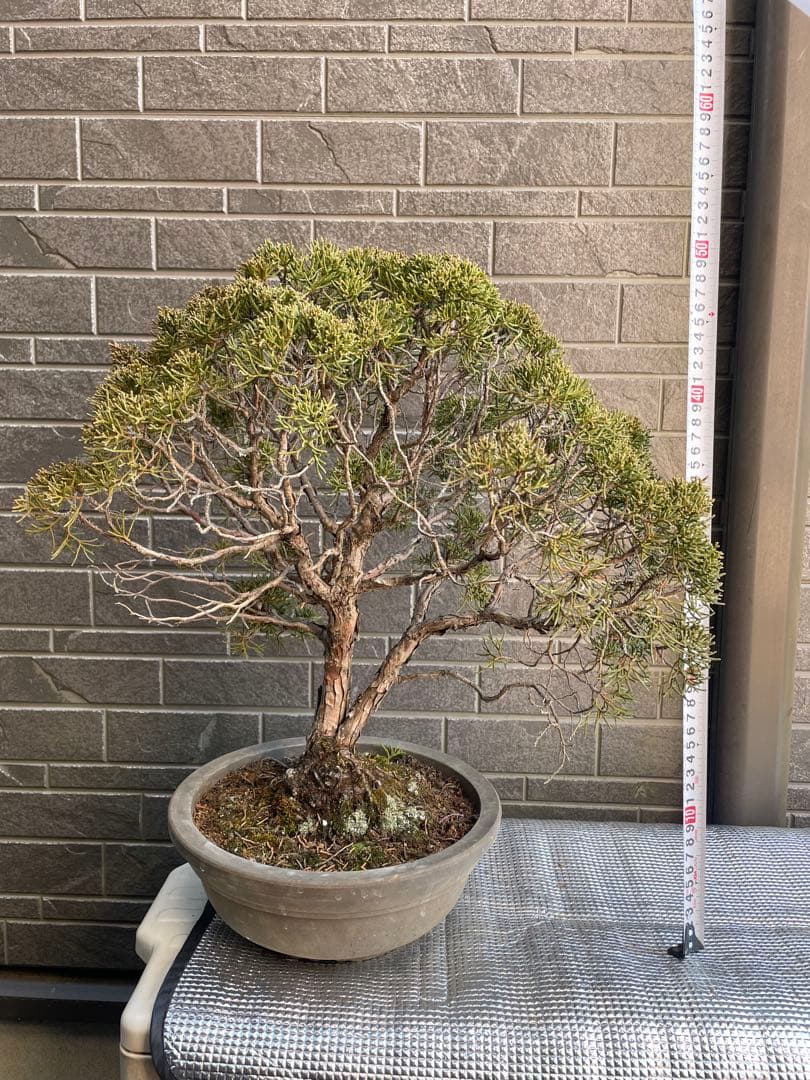 28日まで大幅値引き❗️早い者勝ち❗️真柏 中品盆栽 五葉松/黒松