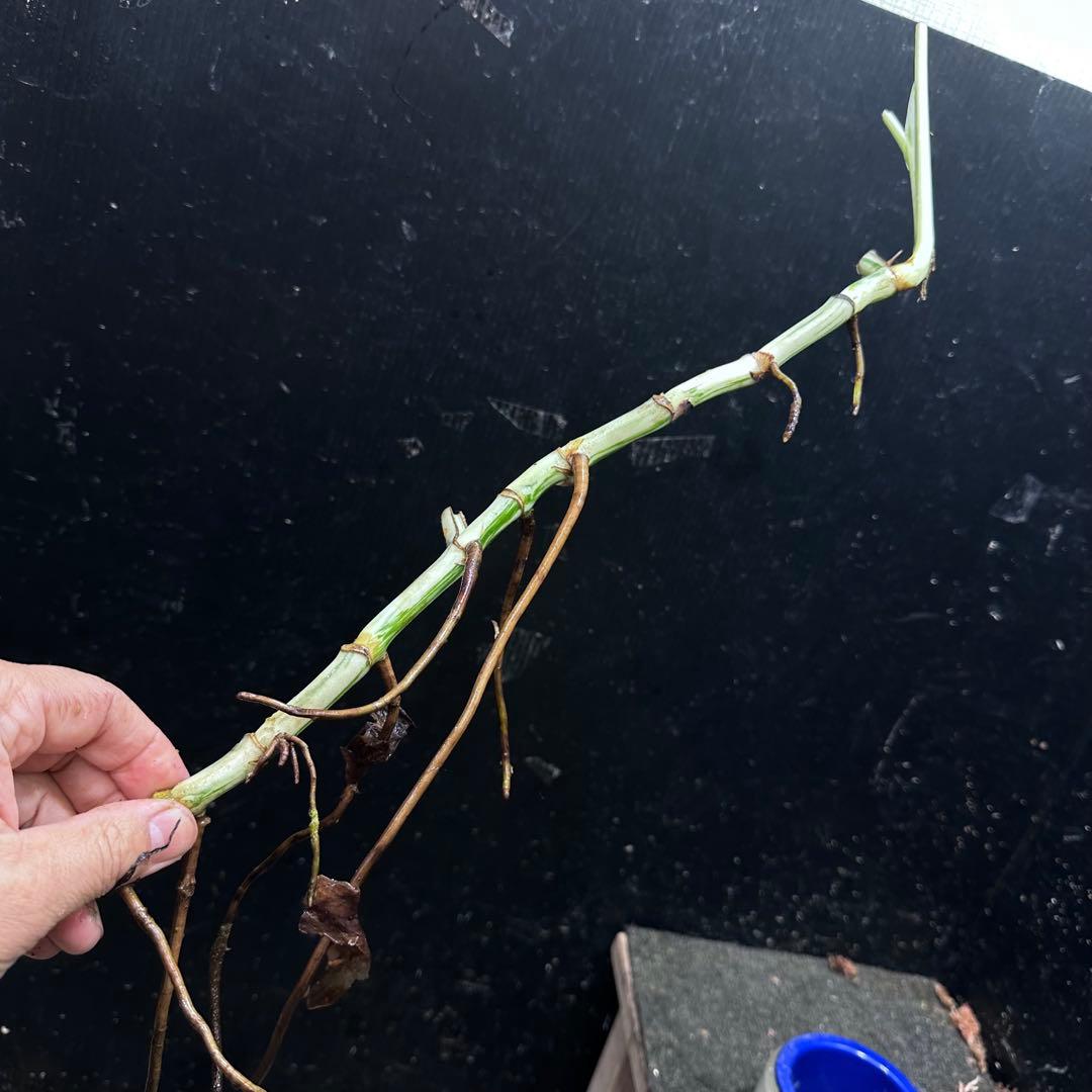 斑入りモンステラホワイトタイガー茎8株おまとめ - メルカリ