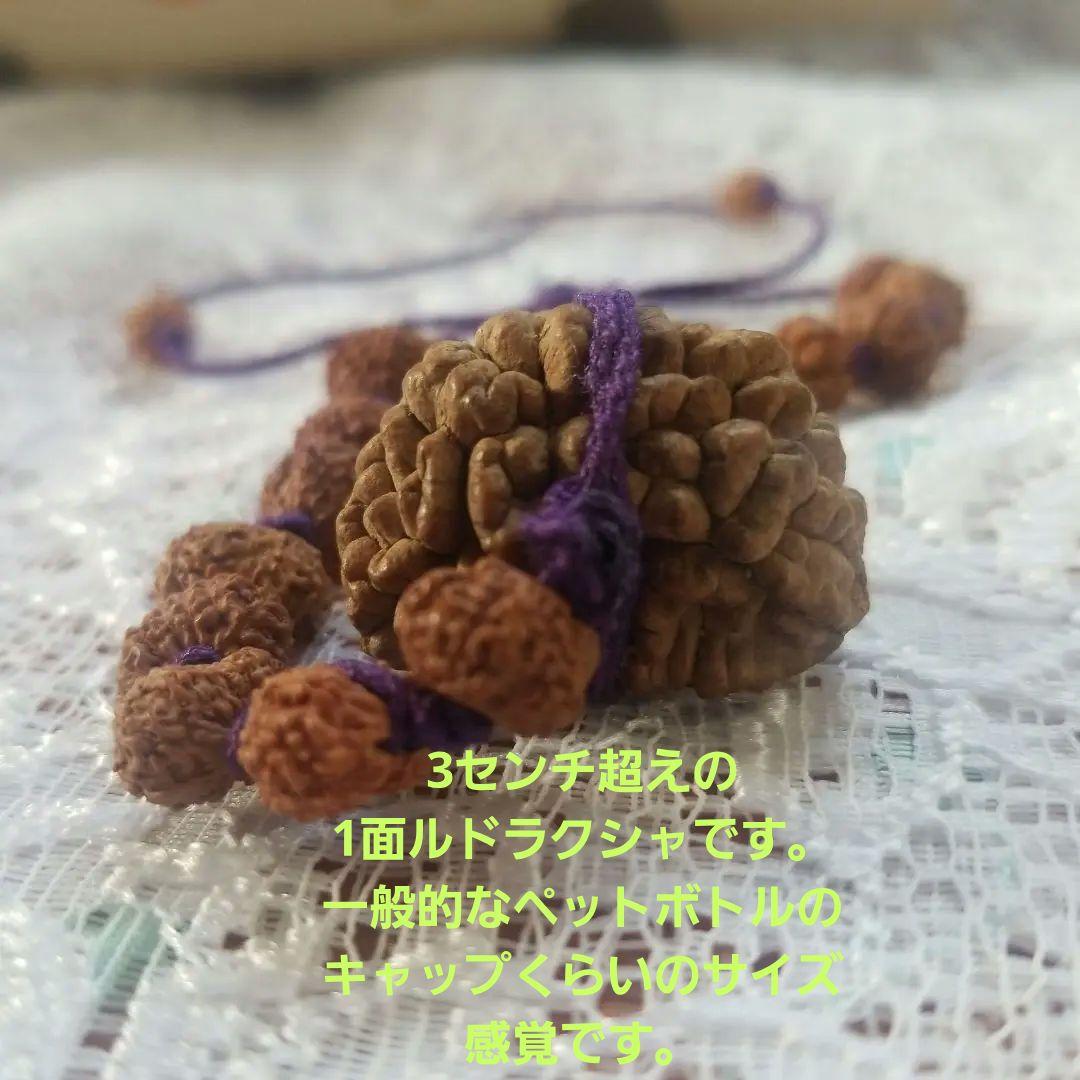 10/5までの出品】ルドラクシャ1面～14面+ガウリーシャンカラ+