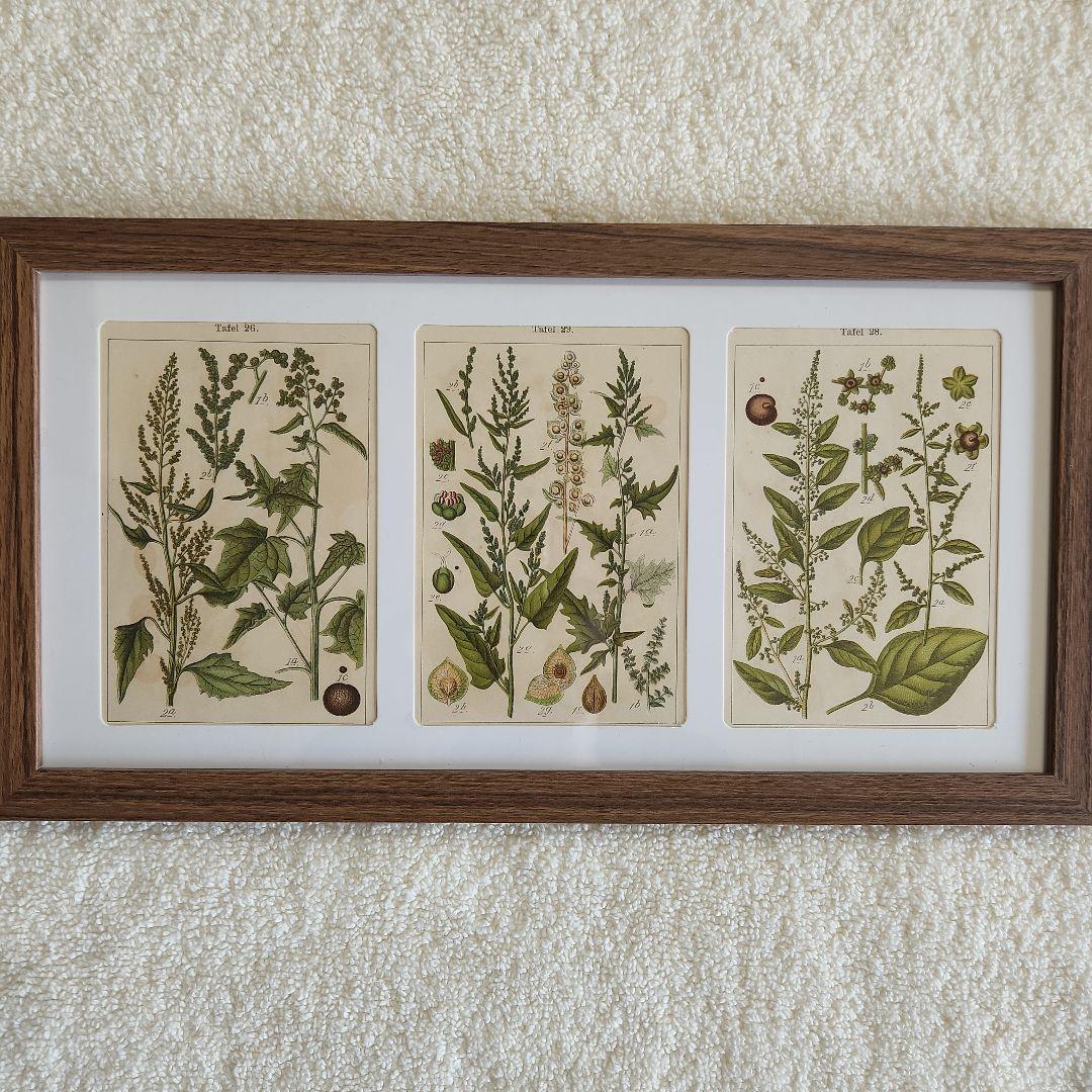 ボタニカルアート 植物図鑑 リトグラフ アンティーク 植物画 絵画