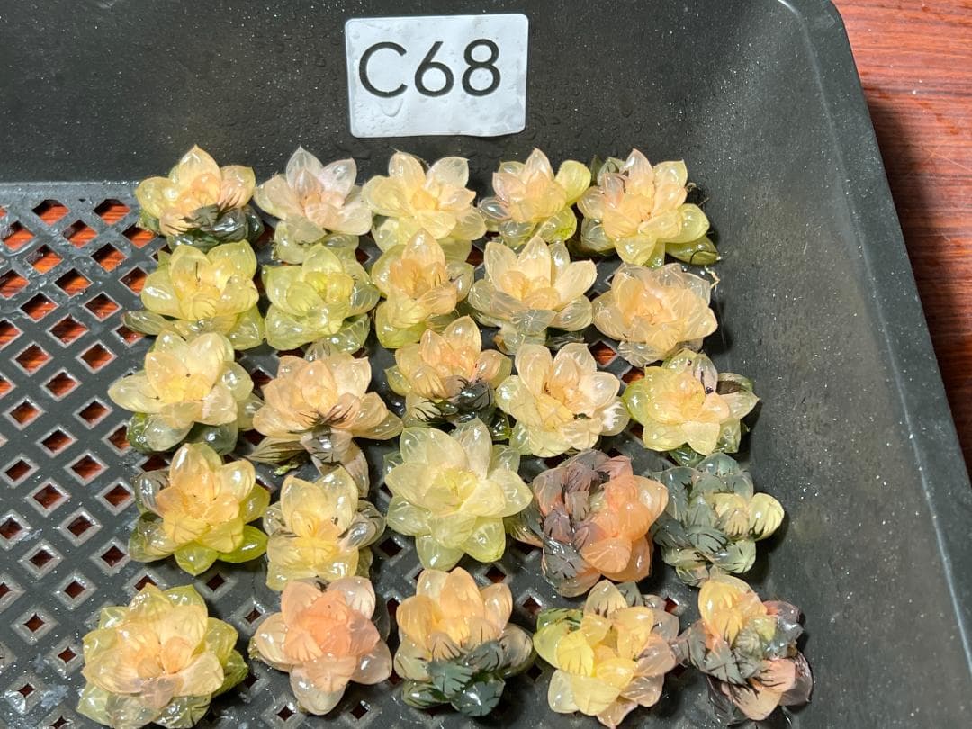 ✱*✱様 多肉植物 ハオルチア　オブツーサ錦 水中月錦 糊斑 鮮明錦 25株セ 6A ハオルチア 多肉植物 水中月オブツーサ錦糊斑 自家繁殖 - メルカリ