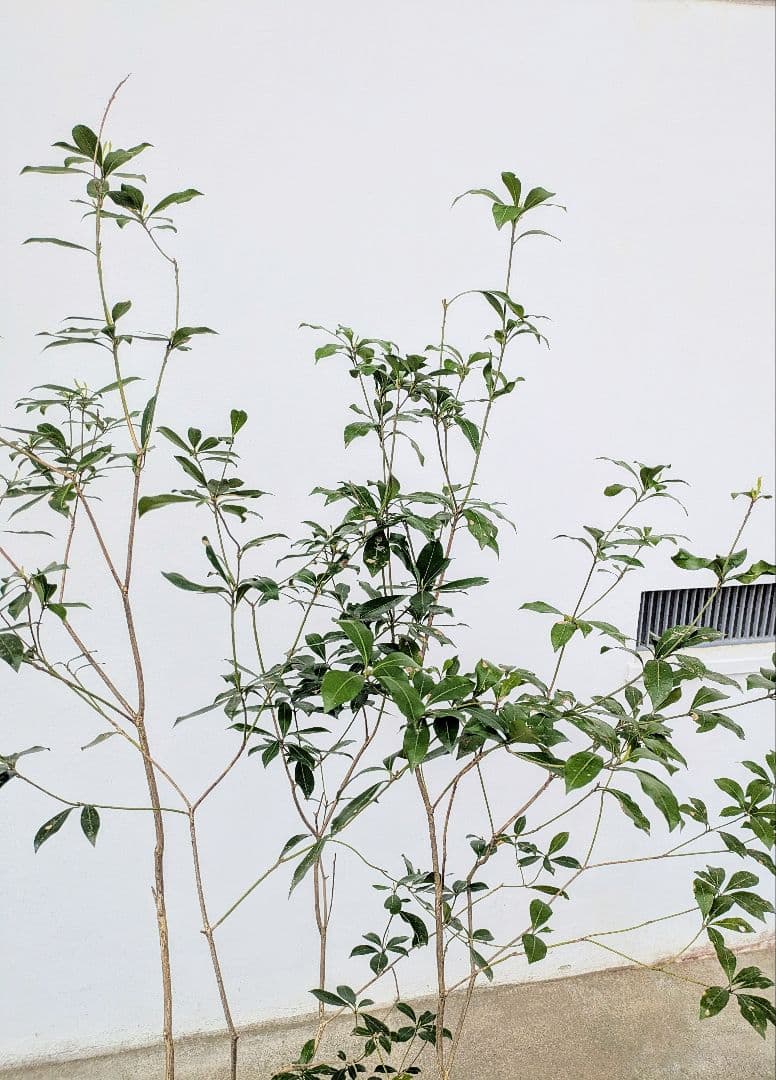 優良。山採りアセビ。