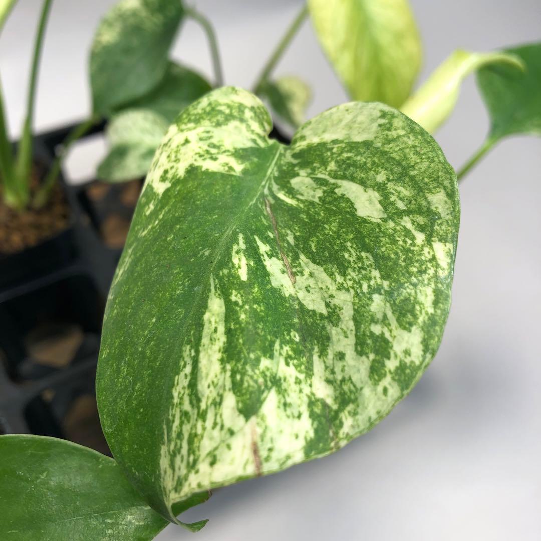 MS109 白怪兽 ホワイトモンスター 天津蘭 モンステラ斑入り