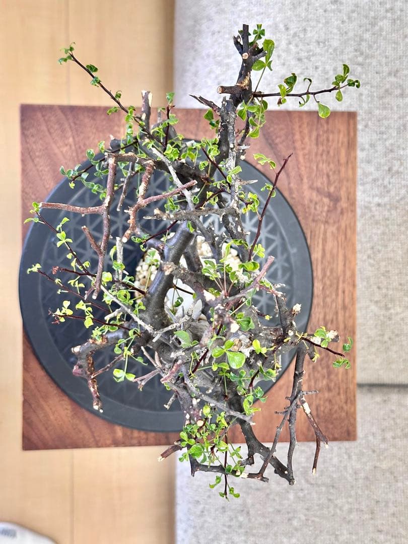 コミフォラ ピュアカタフ ソマリア産 コレクション 多枝 - メルカリ