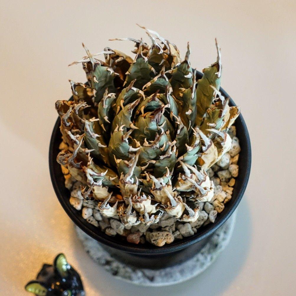 ユ*ー様 お年玉出品！③【発根済・3.5号】陽炎×きれいな形