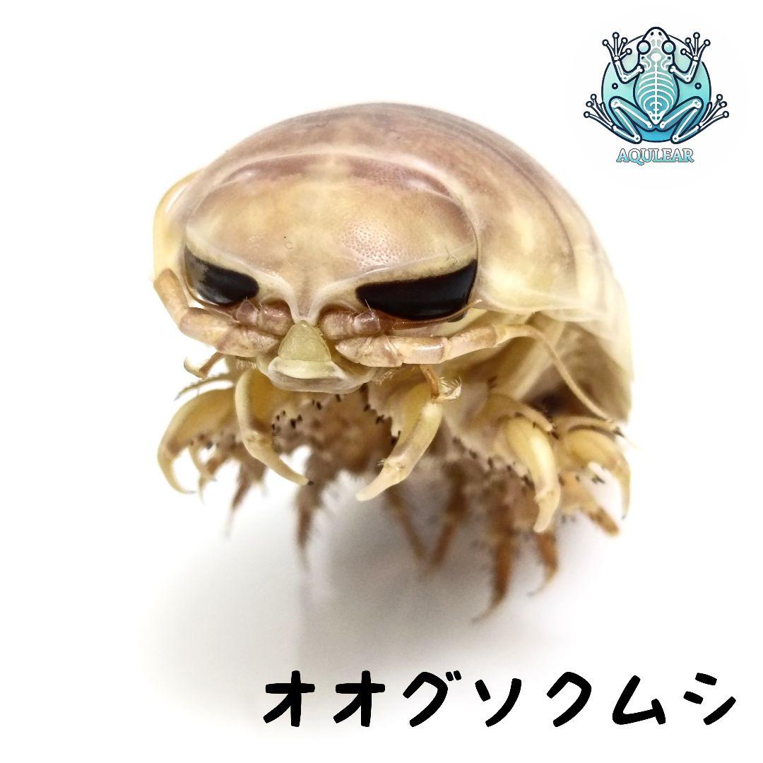 【1点物】乾燥・色彩保存標本 オオグソクムシ Amazon.co.jp: 透明標本、西太平洋の生物、グソクムシ : おもちゃ