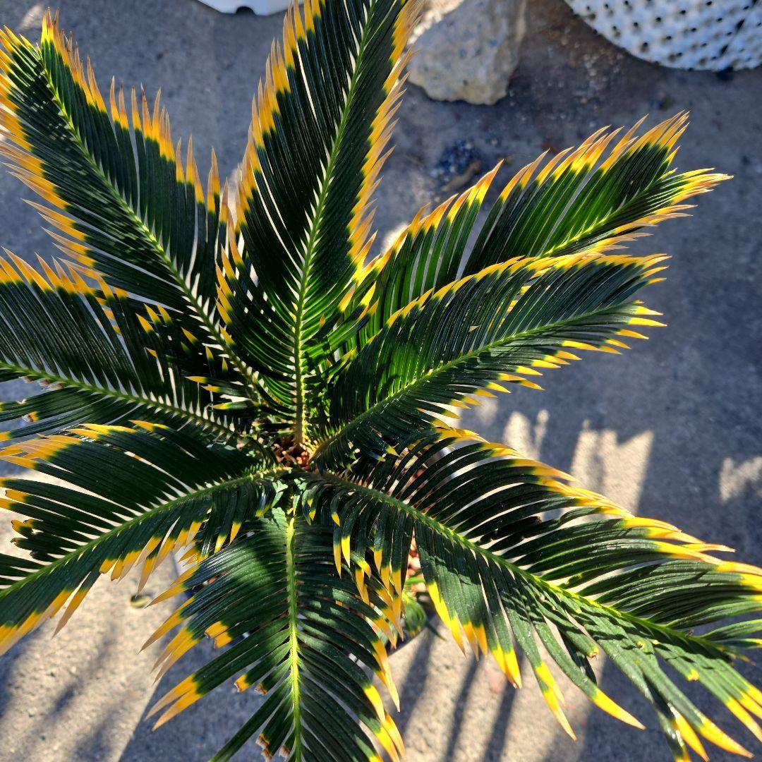 ⑯ 金環ソテツ 7号 最高等級極上品‼️ - メルカリ