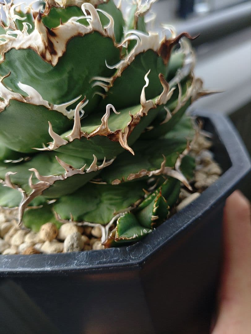 アガベ フィリグリー メルカリ便 子株付き